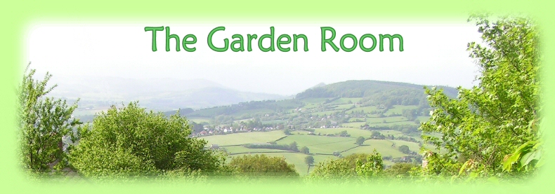 View from the garden