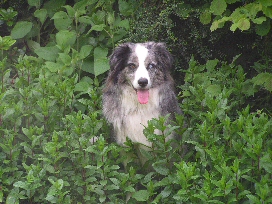 Finn the dog