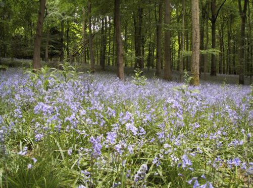 Forest of Dean bluebells